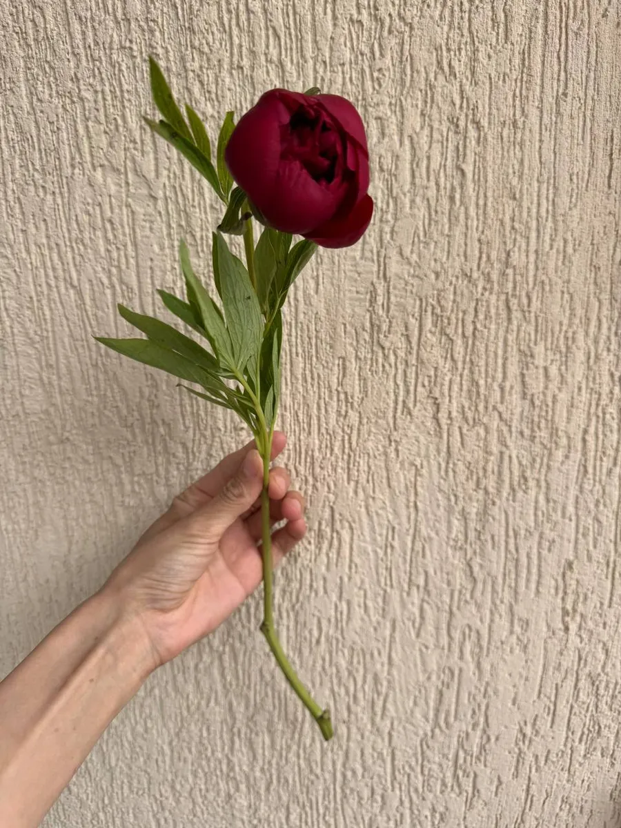 Пионы Рубра Плена — фото 2